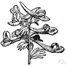 Fumaria claviculata - annual vine with decompound leaves and racemes of yellow and pink flowers