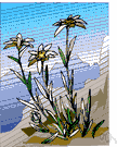 leontopodium - edelweiss