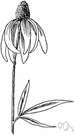 Mexican hat - coneflower with flower heads resembling a Mexican hat with a tall red-brown disk and drooping yellow or yellow and red-brown rays