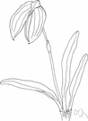 masdevallia - any of numerous orchids of the genus Masdevallia