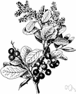 Dominican mahogany - mahogany tree of West Indies