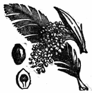betel - Asian pepper plant whose dried leaves are chewed with betel nut (seed of the betel palm) by southeast Asians