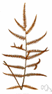 Olfersia - genus of fern having only one species