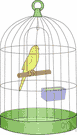 parakeet - any of numerous small slender long-tailed parrots