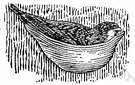 genus Collocalia - a genus of Apodidae
