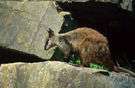Petrogale - rock wallabies