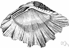 Tridacnidae - large marine hard-shell clams