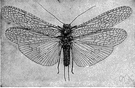 stonefly - primitive winged insect with a flattened body