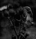 American harvest mouse - any of several small greyish New World mice inhabiting e.g. grain fields