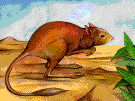 sand rat - small nearly naked African mole rat of desert areas