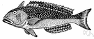 Lopholatilus - large brightly colored food fish of deep Atlantic waters