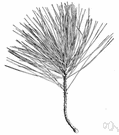Pinus monticola - tall pine of western North America with stout blue-green needles