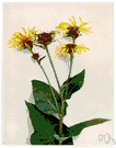 Inula helenium - tall coarse Eurasian herb having daisylike yellow flowers with narrow petals whose rhizomatous roots are used medicinally
