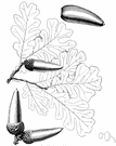 California white oak - tall graceful deciduous California oak having leathery leaves and slender pointed acorns