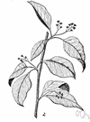 pepperidge - columnar tree of eastern North America having horizontal limbs and small leaves that emerge late in spring and have brilliant color in early fall