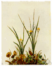Hypoxis - small plants that resemble amaryllis and that grow from a corm and bear flowers on a leafless stalk