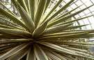 Yucca carnerosana