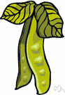 Bean - any of various leguminous plants grown for their edible seeds and pods