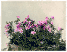 Phlox subulata - low tufted perennial phlox with needlelike evergreen leaves and pink or white flowers