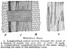 vascular ray - a sheet of vascular tissue separating the vascular bundles