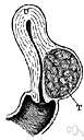 menstruum - the monthly discharge of blood from the uterus of nonpregnant women from puberty to menopause