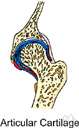 articulary - relating to or affecting the joints of the body