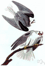 Elanus - a genus of small kites of both Old and New Worlds