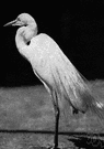 genus Casmerodius - a white egrets