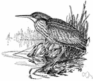 genus Botaurus - bitterns