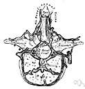 vena basivertebralis - one of a number of veins draining the spongy substance of the vertebrae and emptying into the anterior internal vertebral venous plexus