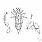 allometry - the study of the relative growth of a part of an organism in relation to the growth of the whole