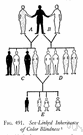 Mendelism - the theory of inheritance based on Mendel's laws