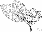 sweet bay - shrub or small tree having rather small fragrant white flowers