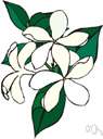 Natal plum - very large closely branched South African shrub having forked bright green spines and shiny leaves