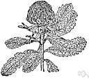 Telopea speciosissima