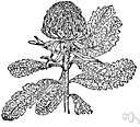 waratah
