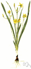 Hypoxis hirsuta - perennial star grass of North America