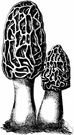 Morchella - genus of edible fungi: morel