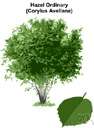 hazel tree - Australian tree grown especially for ornament and its fine-grained wood and bearing edible nuts