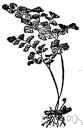 Adiantum bellum - delicate endemic Bermudian fern with creeping rootstock