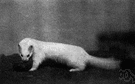 ermine - the expensive white fur of the ermine