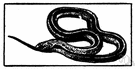 grass snake - any of numerous nonvenomous longitudinally-striped viviparous North American and Central American snakes