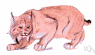 Lynx canadensis - of northern North America