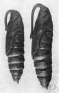 tobacco hornworm - large green white-striped hawkmoth larva that feeds on tobacco and related plants