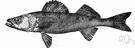Stizostedion - pike-perches
