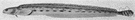 Lumpenus - a genus of Stichaeidae