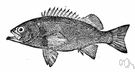 Sebastodes - rockfishes
