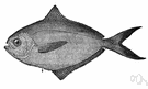 butterfish - any of numerous small flat Atlantic food fish having smooth skin