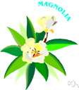 Magnoliaceae - subclass Magnoliidae: genera Liriodendron, Magnolia, and Manglietia