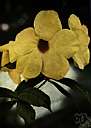 allamanda - a plant of the genus Allamanda having large showy funnel-shaped flowers in terminal cymes